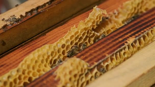 Nahaufnahme Von Bienenstöcken Und Einigen Bienen Darauf — Stockvideo