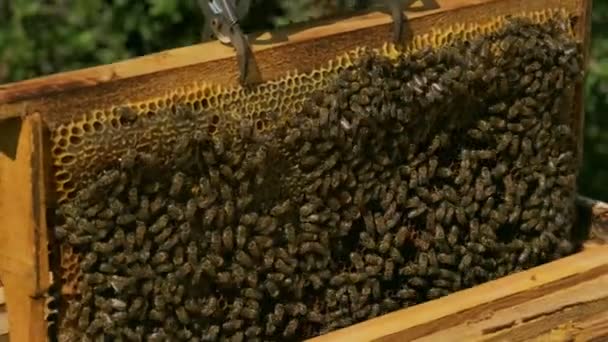 Honeycomb 텍스처의 — 비디오
