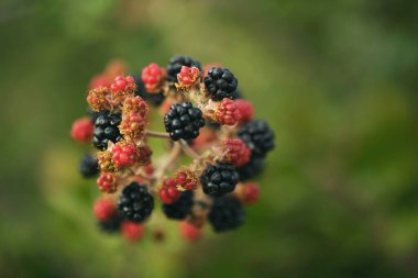 Böğürtlen böğürtlenlerini yakın plan çek.