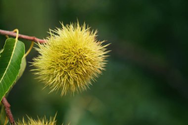 Kestane ağacına kestane yakın çekim.