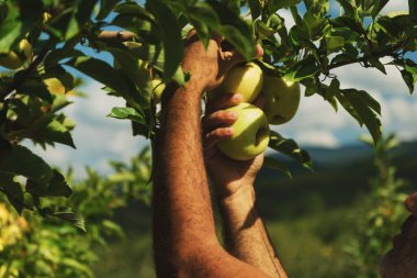 Orta Doğulu bir adam elma bahçesindeki bir ağaçtan yeşil elma topluyor..