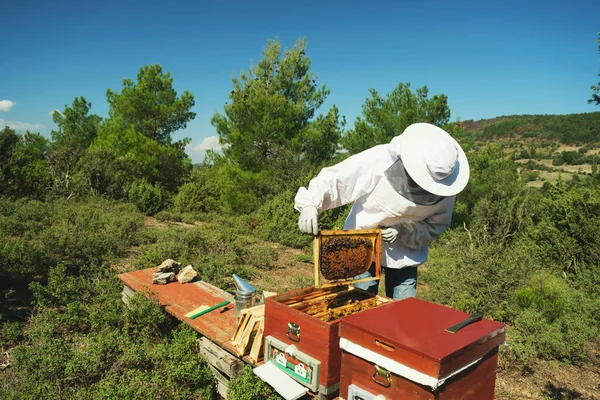 Včelař Kontroluje Rám Plástve Včely — Stock fotografie