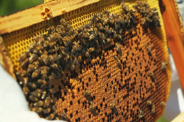 ミツバチがたくさんいるハニーコームの背景色のショットを閉じます — ストック写真