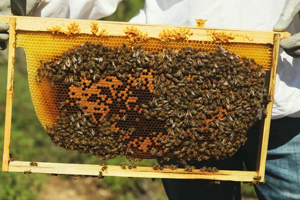 ミツバチがたくさんいるハニーコームの背景色のショットを閉じます — ストック写真