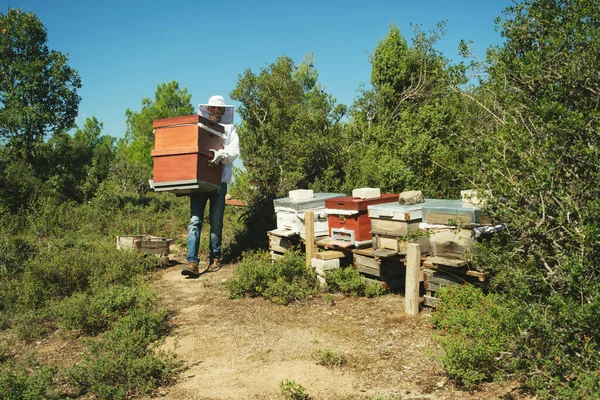 Bir Arı Yetiştiricisi Doğada Arı Kutuları Taşıyor — Stok fotoğraf