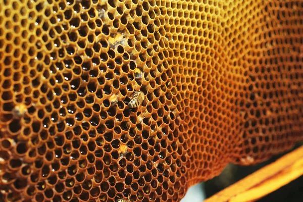 ミツバチや赤ちゃんの蜂とハニーコームの背景のテクスチャのショットを閉じる — ストック写真