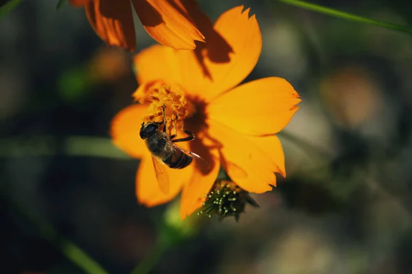 Primer Plano Una Abeja Miel Polinizándose Sobre Una Flor Amarilla —  Fotos de Stock
