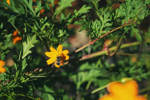 Közelkép Egy Méh Beporzásáról Egy Sárga Virágon — Stock Fotó