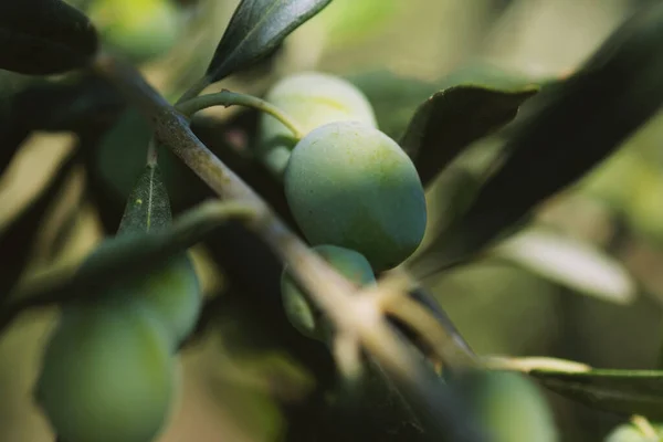 Close Shot Olives Branch Blue Sky Background — Stock Photo, Image