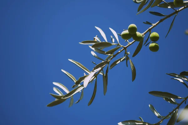 Primer Plano Aceitunas Rama Fondo Azul Del Cielo — Foto de Stock