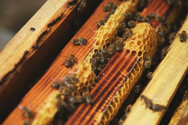 Bal Peteği Çerçevelerini Arıları Yakından Çek — Stok fotoğraf