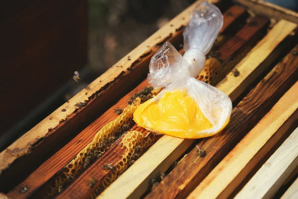 Bal Peteği Çerçevelerini Yakın Çekim Üzerinde Biraz Arı Yapay Arı — Stok fotoğraf