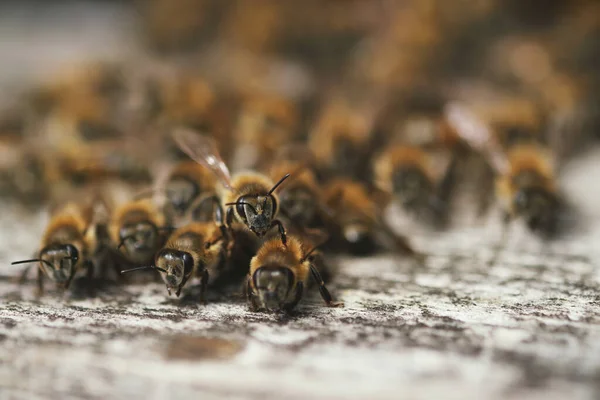 Arı Kutusunun Kapısındaki Bir Sürü Arıyı Yakın Çekim — Stok fotoğraf