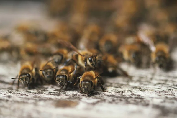 Arı Kutusunun Kapısındaki Bir Sürü Arıyı Yakın Çekim — Stok fotoğraf
