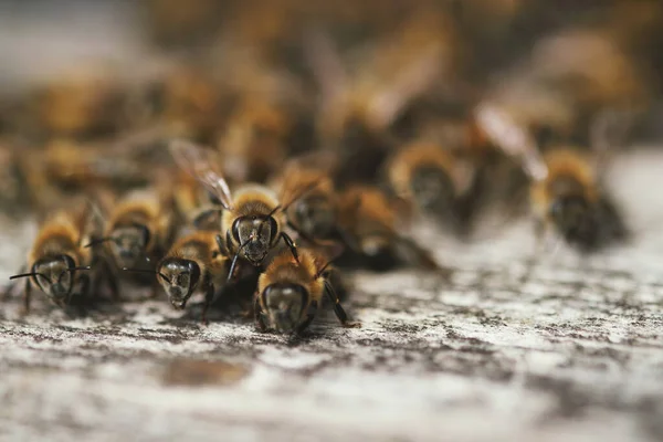 Zamknij Ujęcie Wielu Pszczół Bramie Skrzyni Pszczół — Zdjęcie stockowe