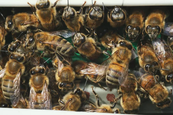 Крупним Планом Знімок Багатьох Бджіл Воротах Коробки Бджіл — стокове фото