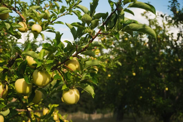 Primer Plano Manzanas Verdes Rama Una Granja Manzanas — Foto de Stock