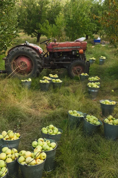 Cubos Manzanas Verdes Cosechadas Huerto Manzanas Tractor Fondo — Foto de Stock