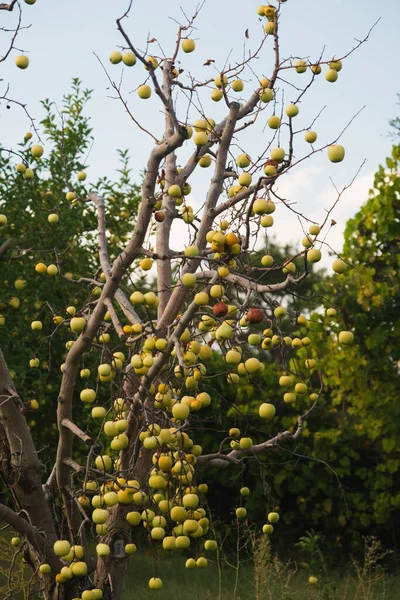苹果农场里一棵枯死的树上的无叶枝叶上的绿苹果近照 — 图库照片