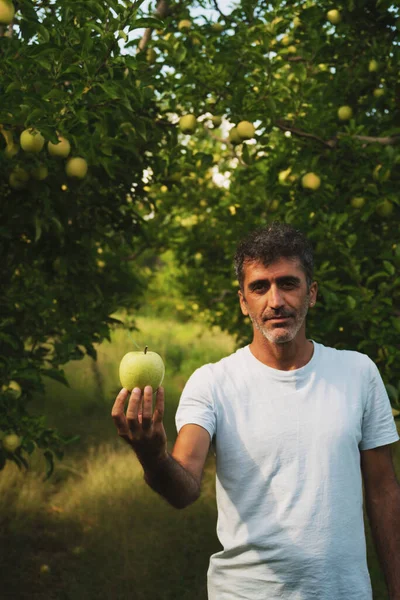 stock image Portrait of a middle eastern holding an apple in his hand and posing in an apple orchard