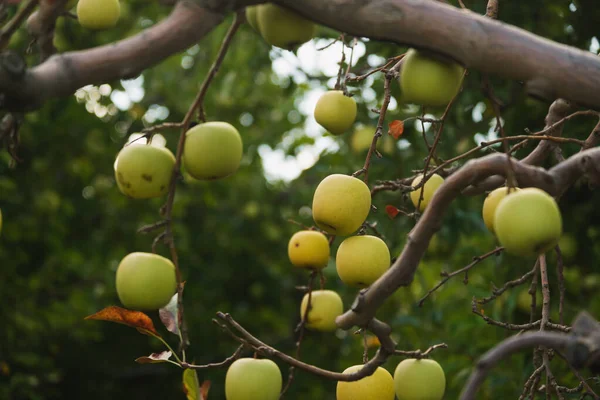 Primer Plano Manzanas Verdes Las Ramas Sin Hojas Árbol Muerto — Foto de Stock