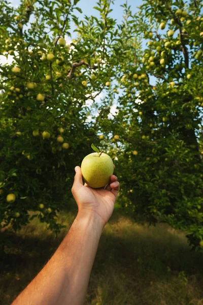Ruka Drží Zelené Jablko Jablečném Sadu — Stock fotografie