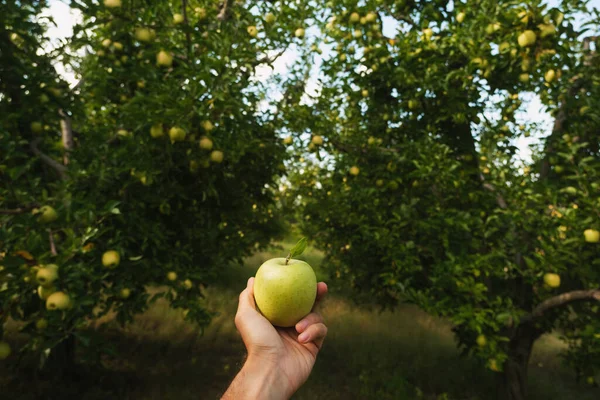 リンゴ園で緑のリンゴを手に取る — ストック写真