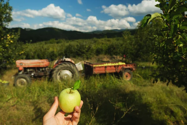 Ruka Drží Zelené Jablko Jablečném Sadu Traktor Pozadí — Stock fotografie