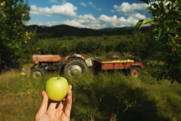 Hand Holding Green Apple Apple Orchard Tractor Background — Stock Photo, Image