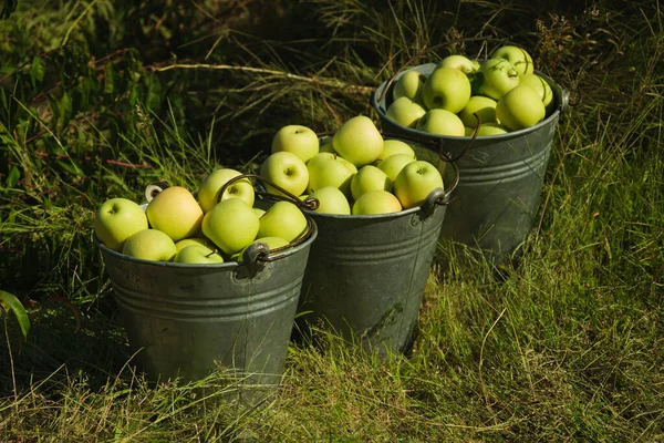 Tres Cubos Manzanas Verdes Granja — Foto de Stock