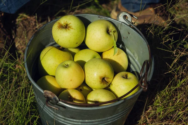 Cubo Manzanas Verdes Granja — Foto de Stock