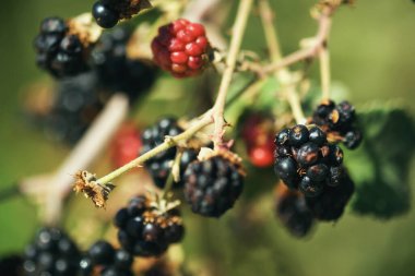 Böğürtlen böğürtlenlerini yakın plan çek.