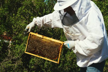 Arıcı bal peteği çerçevesini ve arıları kontrol ediyor..
