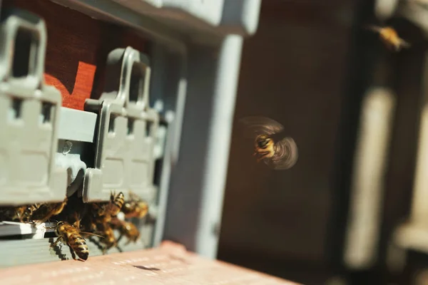 Bir Arı Kutusunun Kapısına Yakın Çekim — Stok fotoğraf