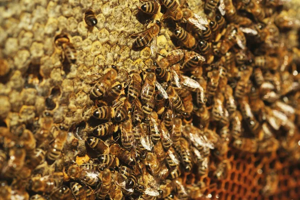 Close Shot Honeycomb Fundo Textura Com Monte Abelhas Sobre Ele — Fotografia de Stock