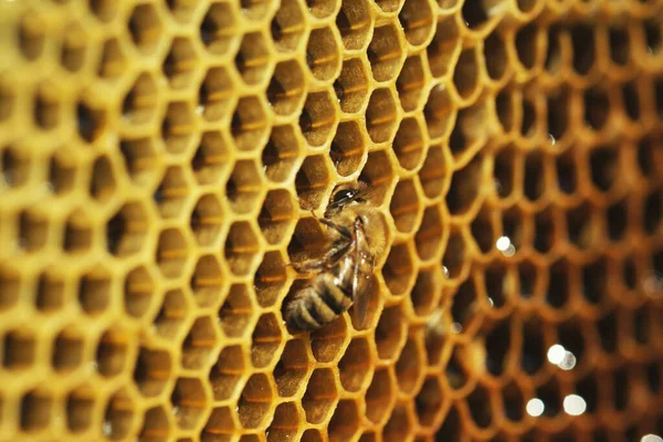 Bir Bal Arısının Bal Peteği Üzerinde Çalışmasını Yakından Çek — Stok fotoğraf