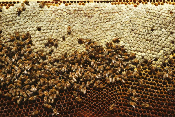 Detailní Záběr Honeycomb Pozadí Textury Spoustou Včel Něm — Stock fotografie