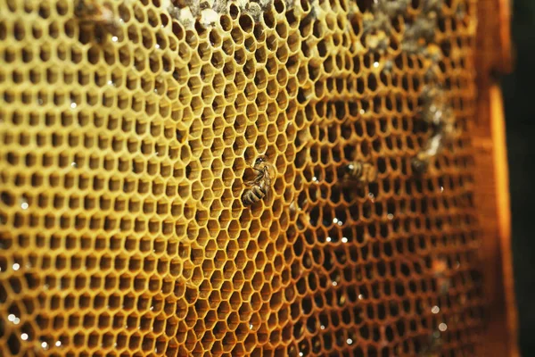 Κοντινό Πλάνο Του Honeycomb Υφή Φόντου Μερικές Μέλισσες Και Μέλισσες — Φωτογραφία Αρχείου