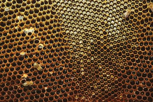 Üzerinde Arı Bebek Arılar Olan Bal Peteği Arkaplan Dokusunu Yakından — Stok fotoğraf