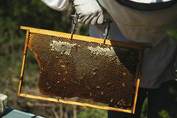 养蜂人检查蜂窝和蜜蜂 — 图库照片