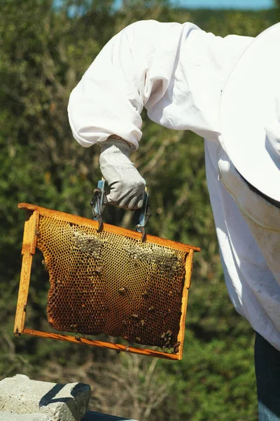 Arıcı Bal Peteği Çerçevesini Arıları Kontrol Ediyor — Stok fotoğraf