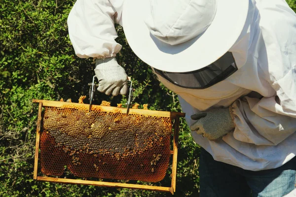Beekeeper Checking Honeycomb Frame Bees — Stock Photo, Image