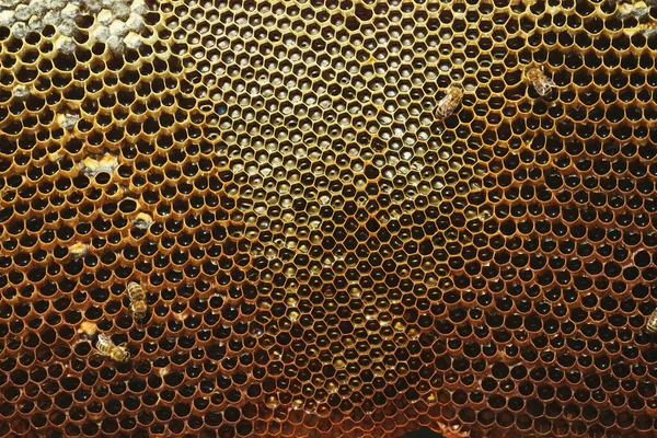 Närbild Bild Bild Honeycomb Bakgrund Konsistens Med Några Bin Och Royaltyfria Stockfoton