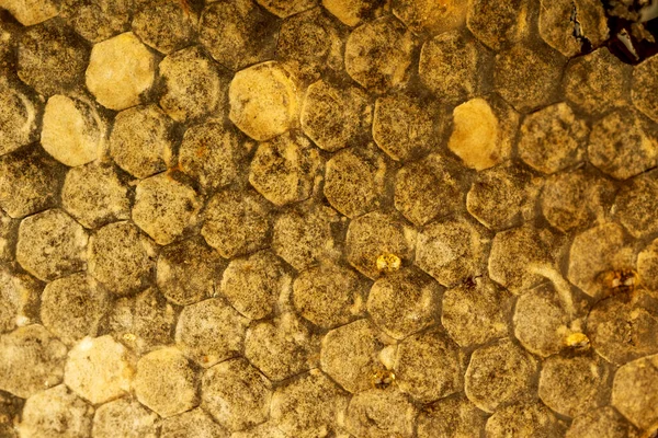 Close Shot Sealed Honeycomb Background Texture — Stock Photo, Image