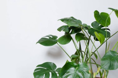 Beyaz arka planda bir Monstera bitkisinin yakın plan çekimi..
