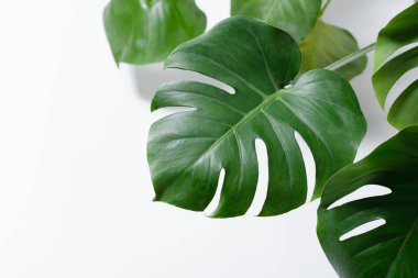 Beyaz arka planda bir Monstera bitkisinin yakın plan çekimi..