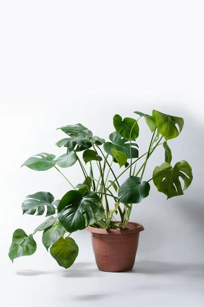 Monstera Pflanze Auf Weißem Hintergrund — Stockfoto