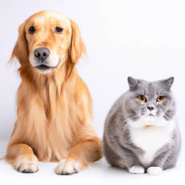 Ein Golden Retriever Und Eine Schottische Katze Liegen Nebeneinander Auf — Stockfoto