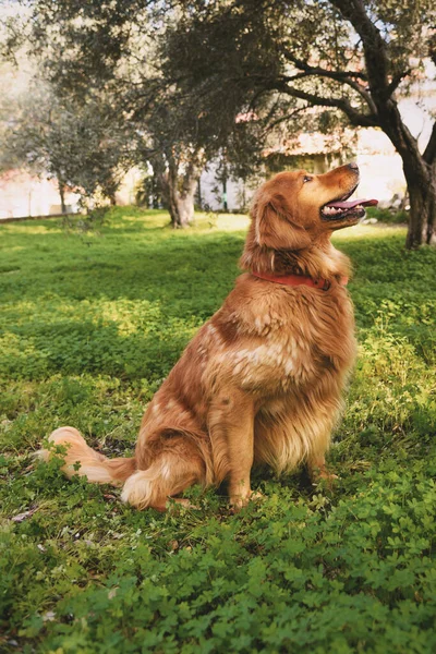 Portrait Male Golden Retriever Garden — Stock Photo, Image