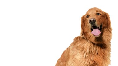 Beyaz arka planda bir erkek Golden retriever portresi